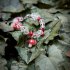 "Mushroom Bloom Bracelet" Χειροποίητο βραχιόλι 
