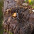 "Tiger eye"Ατσάλινο δαχτυλίδι 