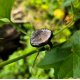 "Earth’s Agate" Μπρούτζινο δαχτυλίδι με Αχάτη 