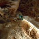"Green Agate" Χειροποίητο ατσάλινο δαχτυλίδι 