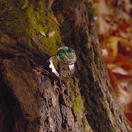 "Green Agate" Χειροποίητο ατσάλινο δαχτυλίδι 