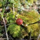 "Red Coral" Koλιέ με κόκκινη πέτρα Κοράλλι
