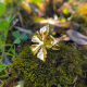 "Golden Flora Ring" Ατσάλινο δαχτυλίδι  