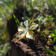 "Golden Flora Ring" Ατσάλινο δαχτυλίδι  